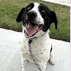A young medium-sized male White / Cream English Springer Spaniel dog named Myles for adoption in Calverton, NY
