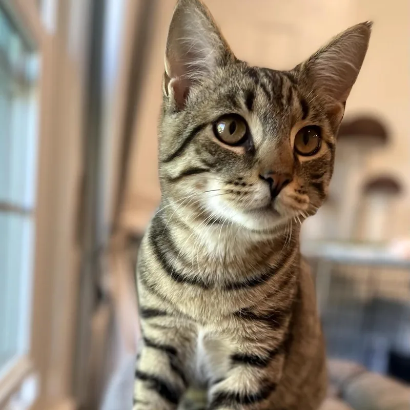 A young small-sized male Brown / Chocolate Domestic Short Hair cat named Nash for adoption in Wind Gap, PA