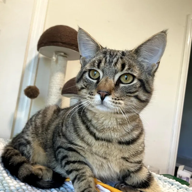 Nash thumbnail 3