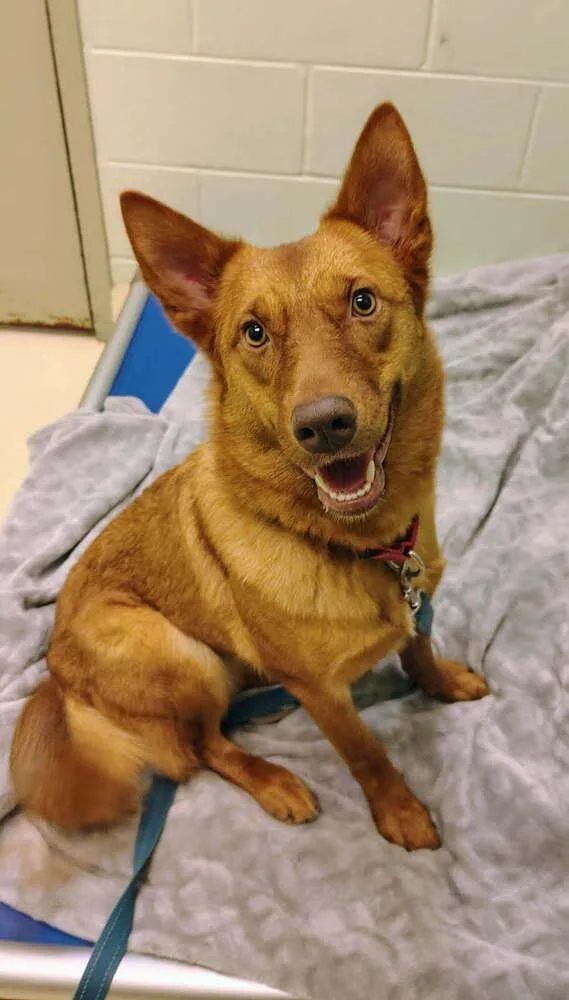 An adult medium-sized female Shepherd dog named Foxy for adoption in Kalamazoo, MI