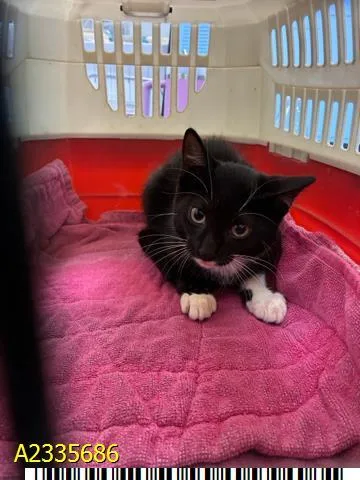 A baby small-sized female Domestic Short Hair cat named Dotty for adoption in West Palm Beach, FL