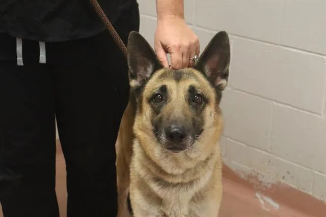 An adult medium-sized female Mixed Breed dog named Anna for adoption in Columbia, SC