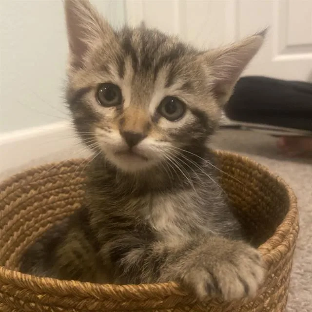 A baby small-sized male Domestic Medium Hair cat named Luca for adoption in Auburn, CA