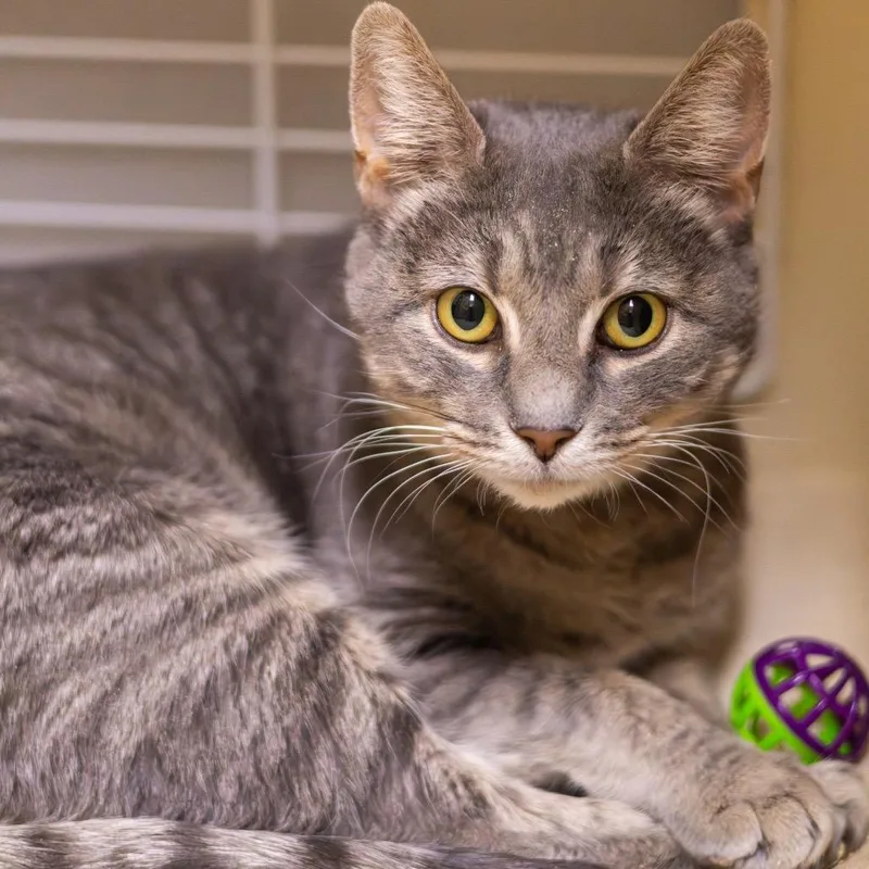 An adult medium-sized female Gray / Blue / Silver Domestic Short Hair cat named Nova for adoption in Wilmington, DE