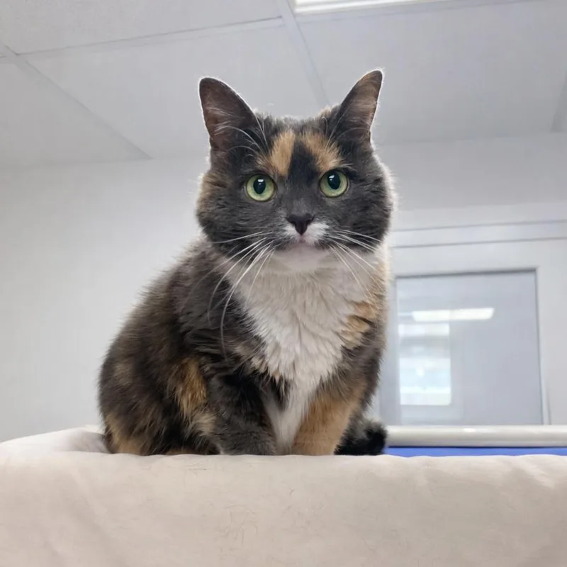 A senior small-sized female Gray / Blue / Silver Domestic Medium Hair cat named Amelia for adoption in Hopkinton, MA