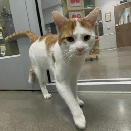 A young medium-sized male Domestic Short Hair cat named Curry for adoption in Janesville, WI