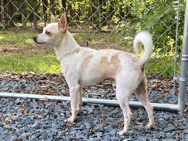 A young small-sized male Chihuahua dog named Pete for adoption in Albemarle, NC
