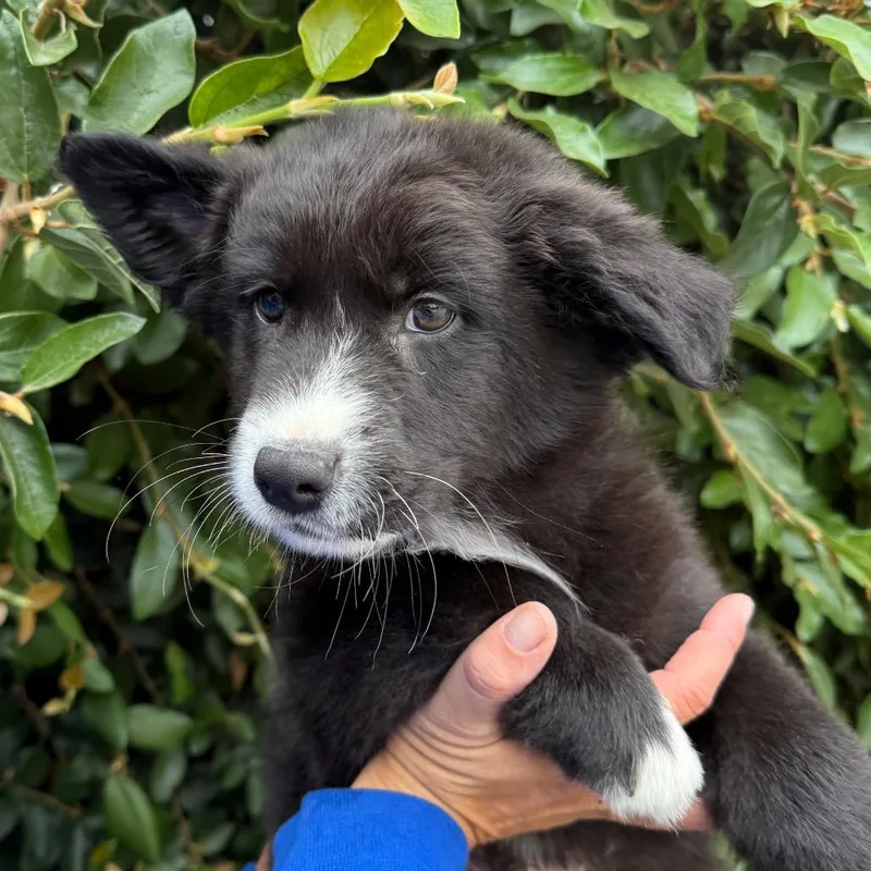 A baby small-sized male Black Border Collie dog named Finn for adoption in Santa Barbara, CA