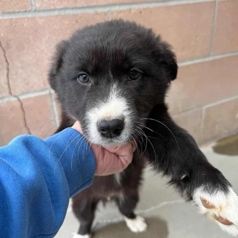 Finn thumbnail 3