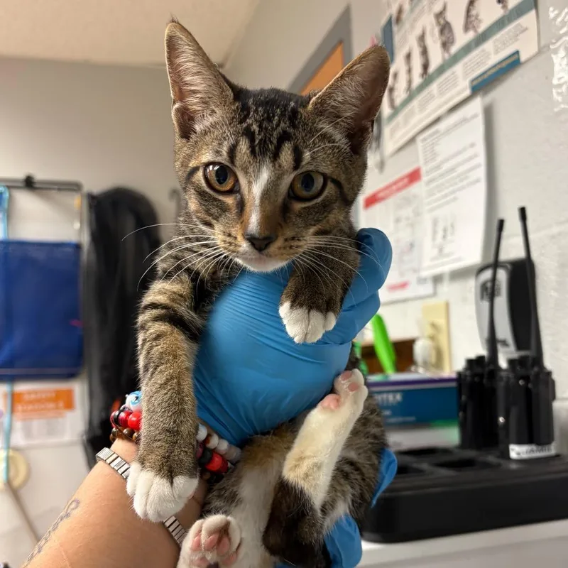 A baby small-sized female Domestic Short Hair cat named Regina for adoption in Birdsboro, PA