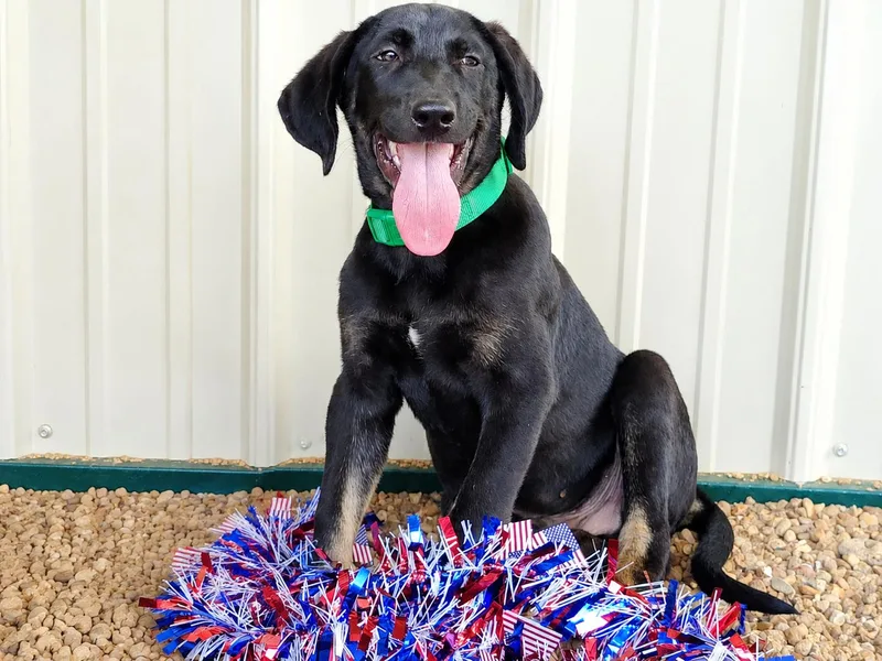 A baby medium-sized male Black Labrador Retriever dog named Freedom for adoption in Medfield, MA