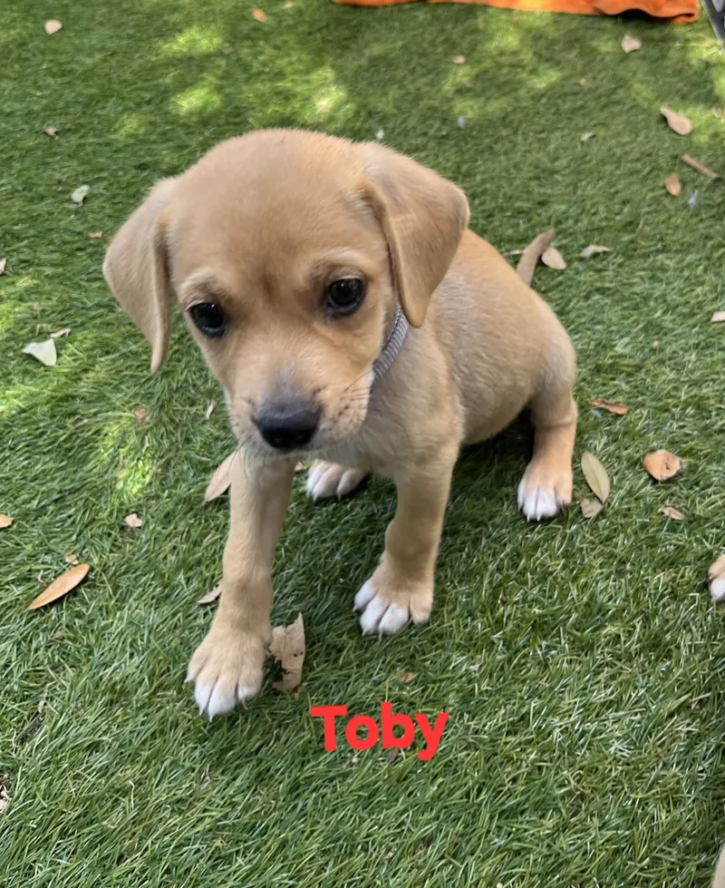 A baby small-sized male Chihuahua dog named Toby for adoption in New Port Richey, FL