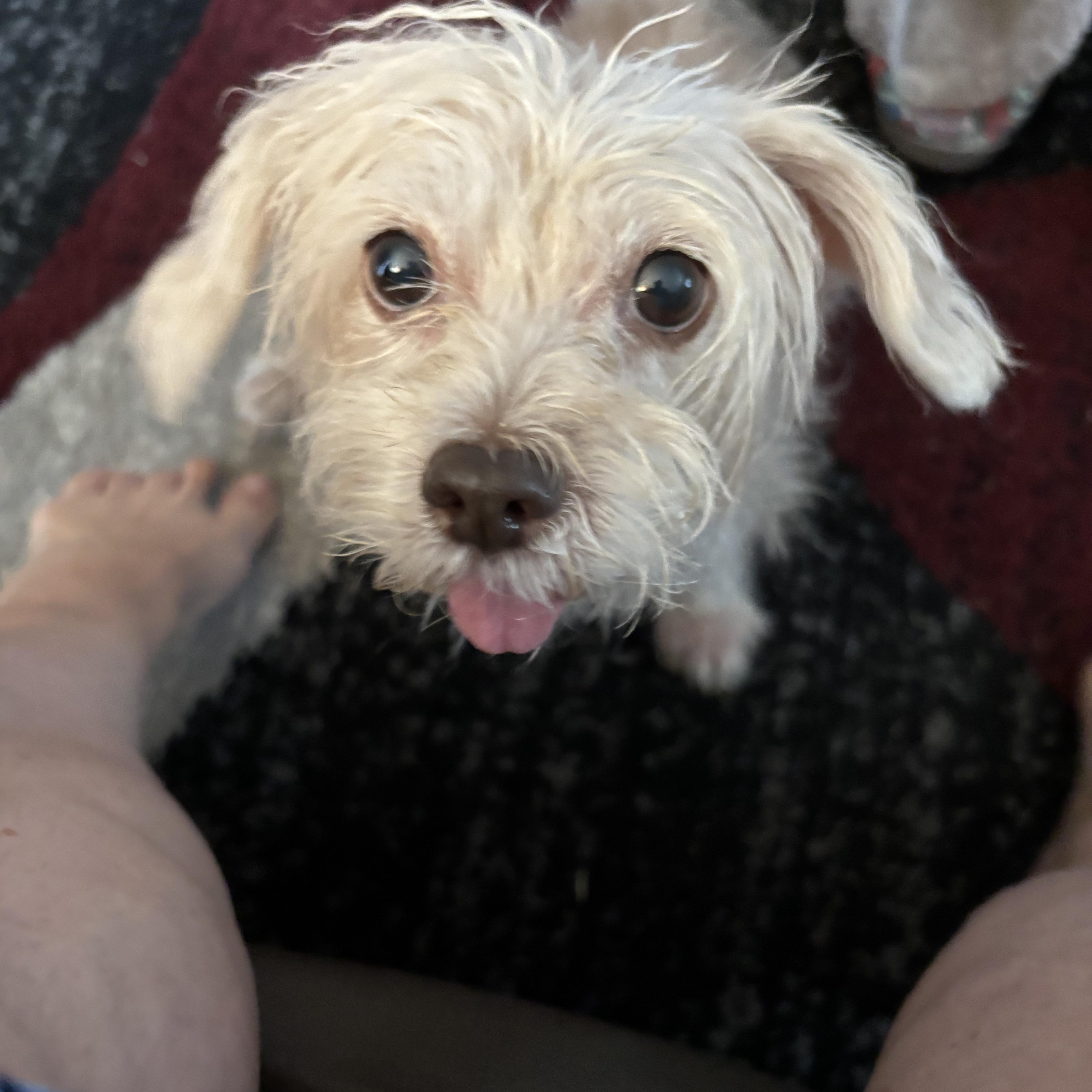 Bootsie thumbnail 2