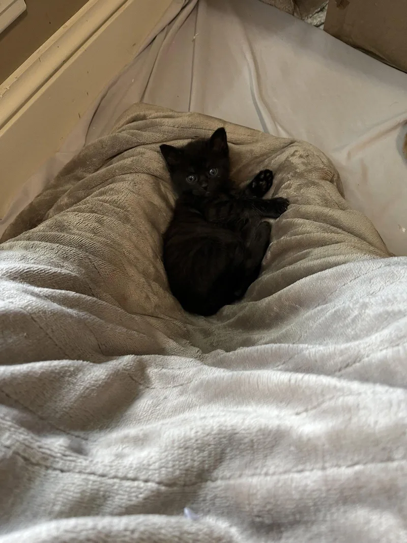 A young small-sized female Domestic Short Hair cat named Cocoa for adoption in Horn Lake, MS