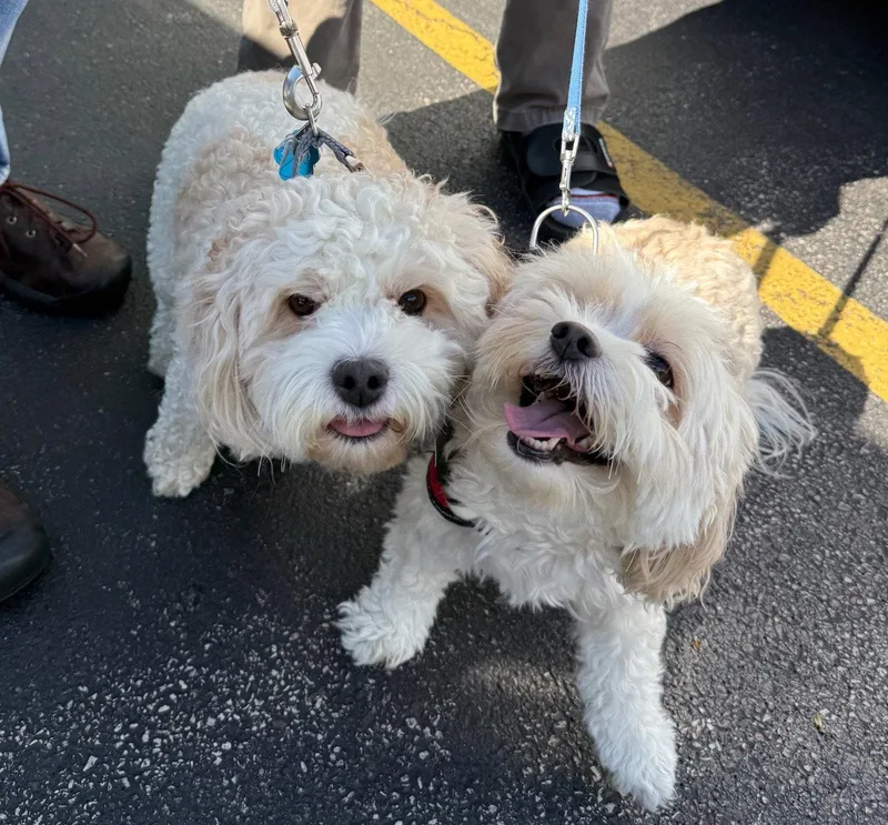 A senior small-sized female Havanese dog named Sweetie for adoption in GILBERTS, IL