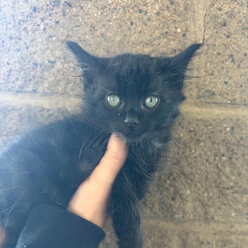 A baby small-sized male Black Oriental Long Hair cat named Midnight for adoption in Fresno, CA