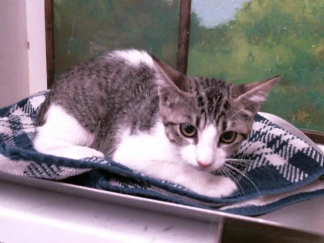 A baby small-sized female Domestic Short Hair cat named Binx for adoption in Houston, TX