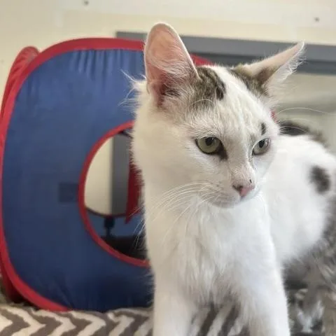 A young medium-sized male Gray / Blue / Silver Tabby cat named Mac for adoption in Lambertville, NJ