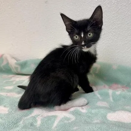 A baby small-sized male Black Domestic Short Hair cat named Boysenberry for adoption in Long Beach, CA