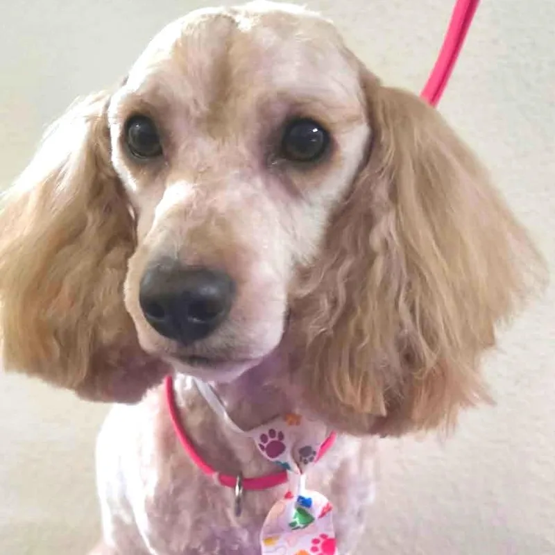 An adult small-sized male Yellow / Tan / Blond / Fawn Standard Poodle dog named Bubbles for adoption in Idaho Falls, ID