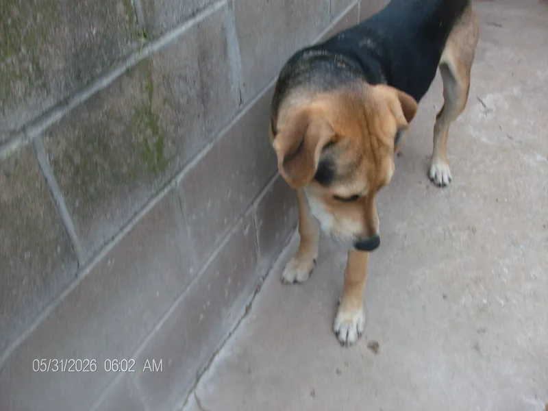 Bucky thumbnail 2