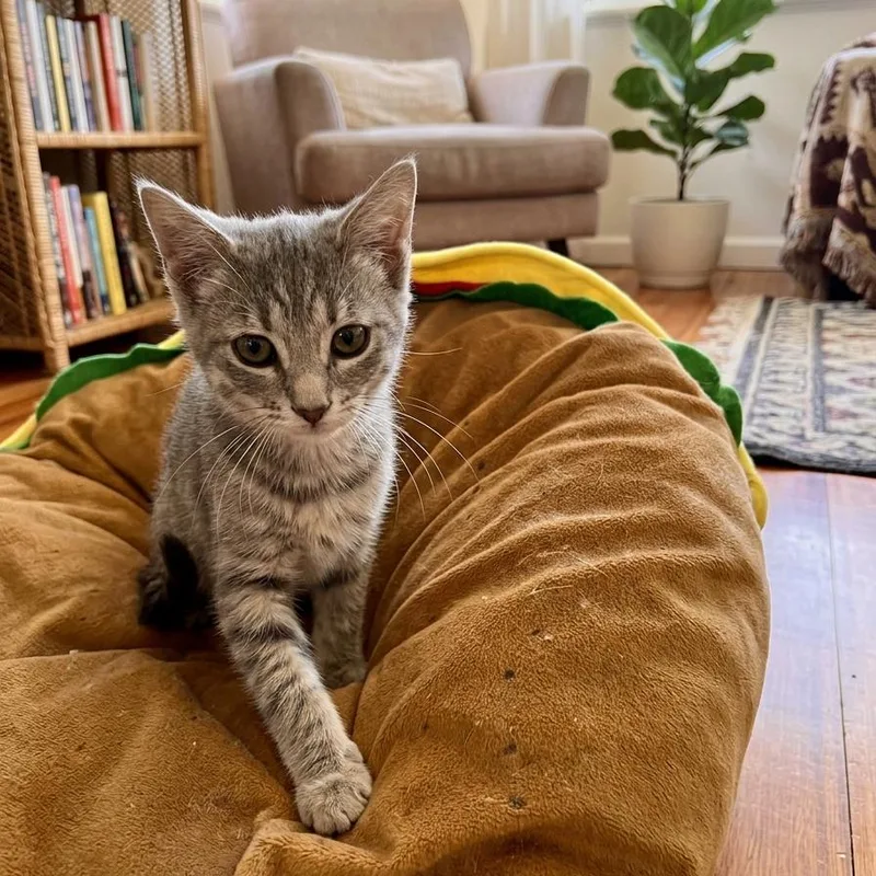 A baby small-sized female Domestic Short Hair cat named Piper for adoption in Elwood, IN