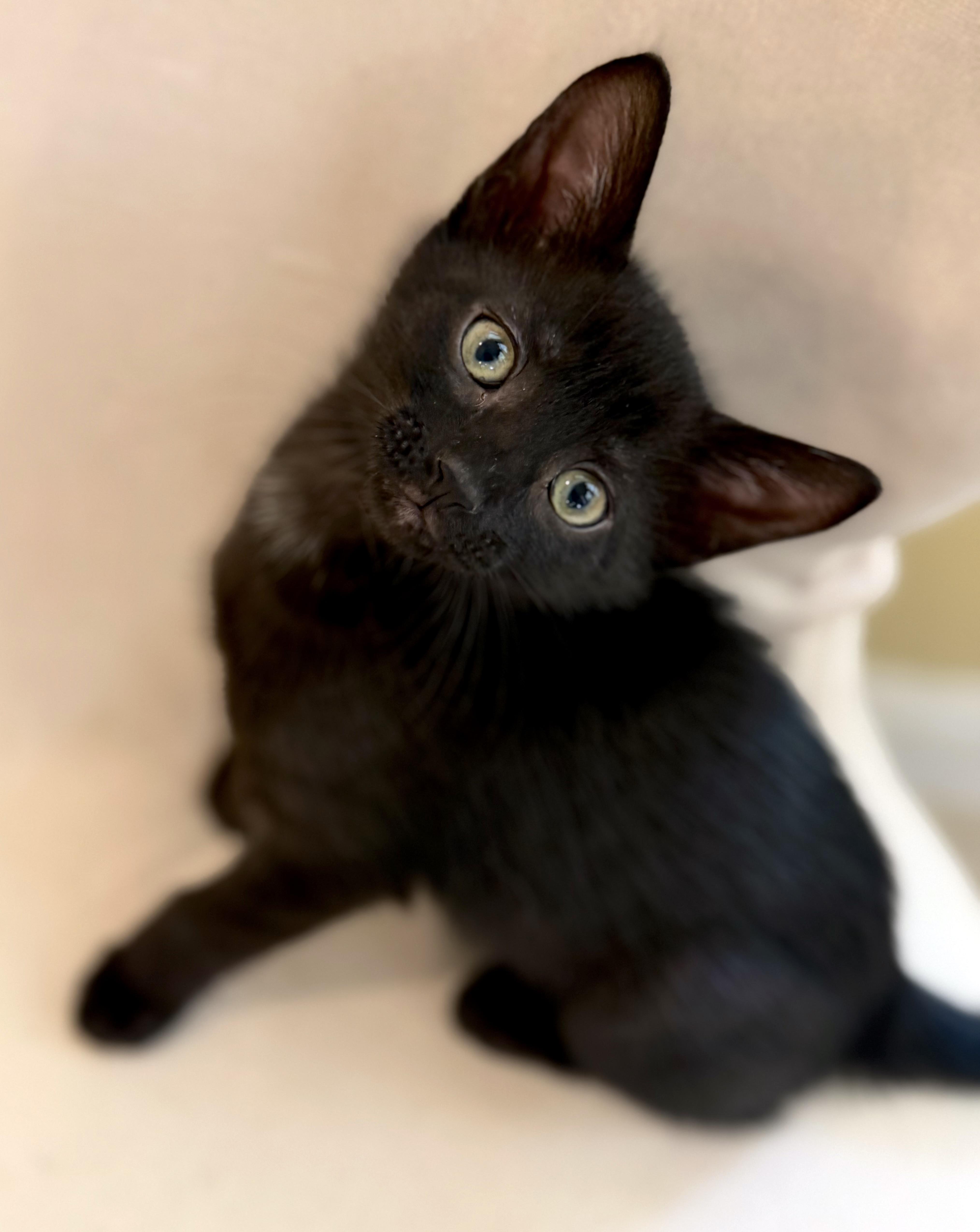 A baby medium-sized female Black Domestic Short Hair cat named Shiloh Lap Cat for adoption in Lake Monroe, FL