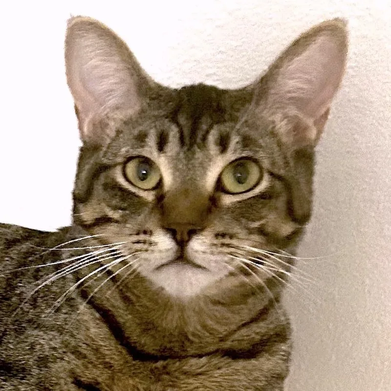 A young medium-sized female Tabby (Brown / Chocolate) Domestic Short Hair cat named Roo for adoption in San Diego, CA