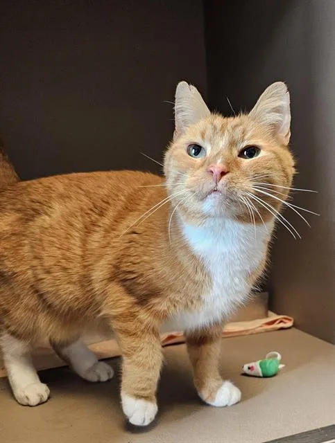 A senior medium-sized female Orange / Red Domestic Short Hair cat named Lark for adoption in Clyde, NC