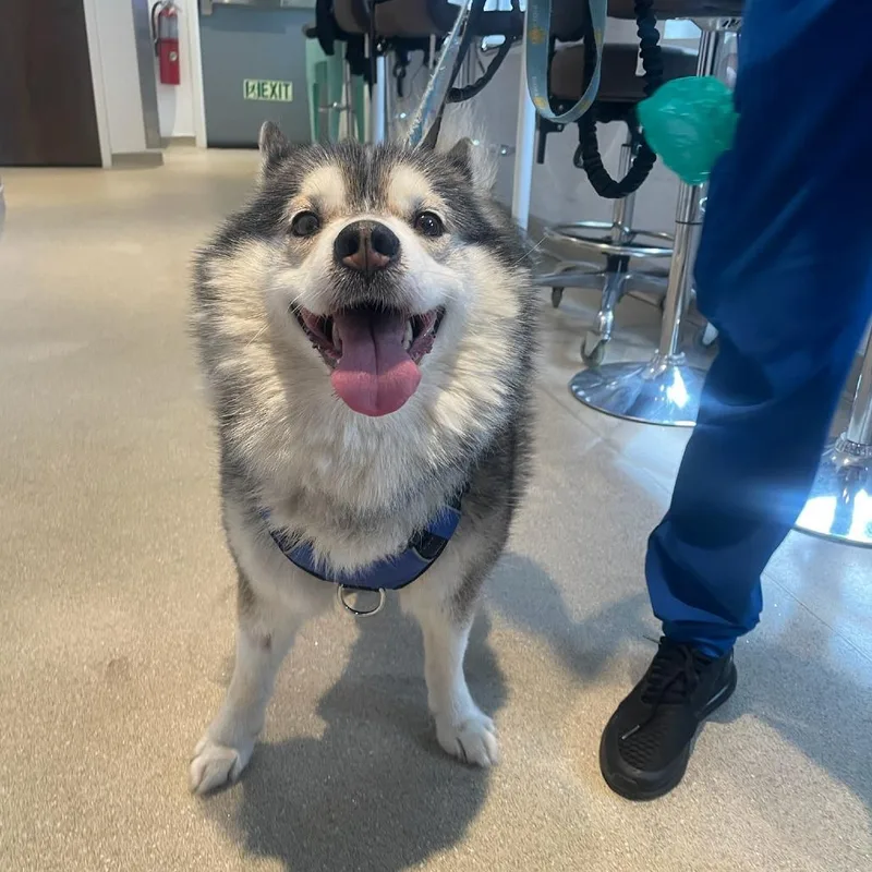 An adult medium-sized male Black Siberian Husky dog named Hugo for adoption in New York, NY