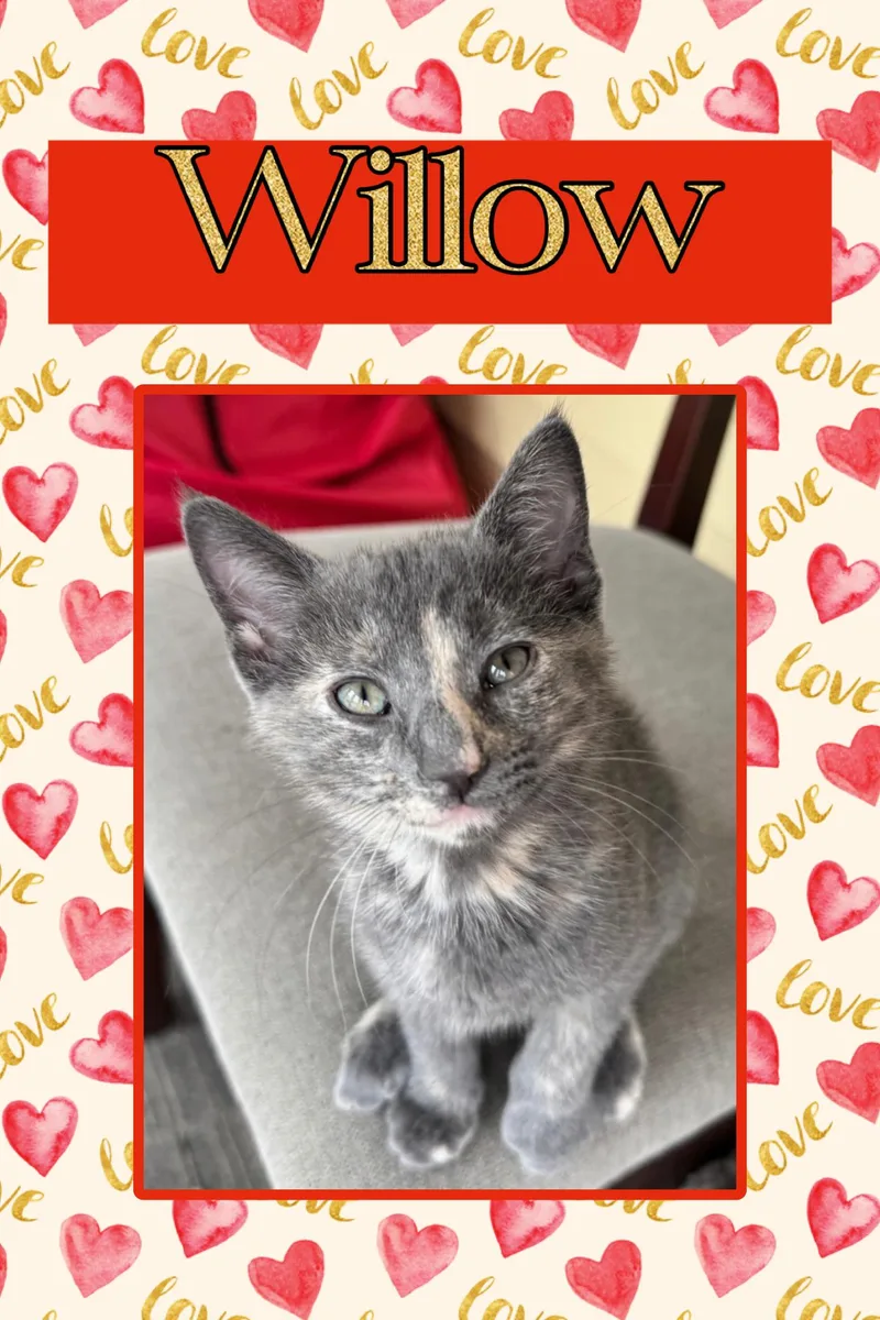 Willow