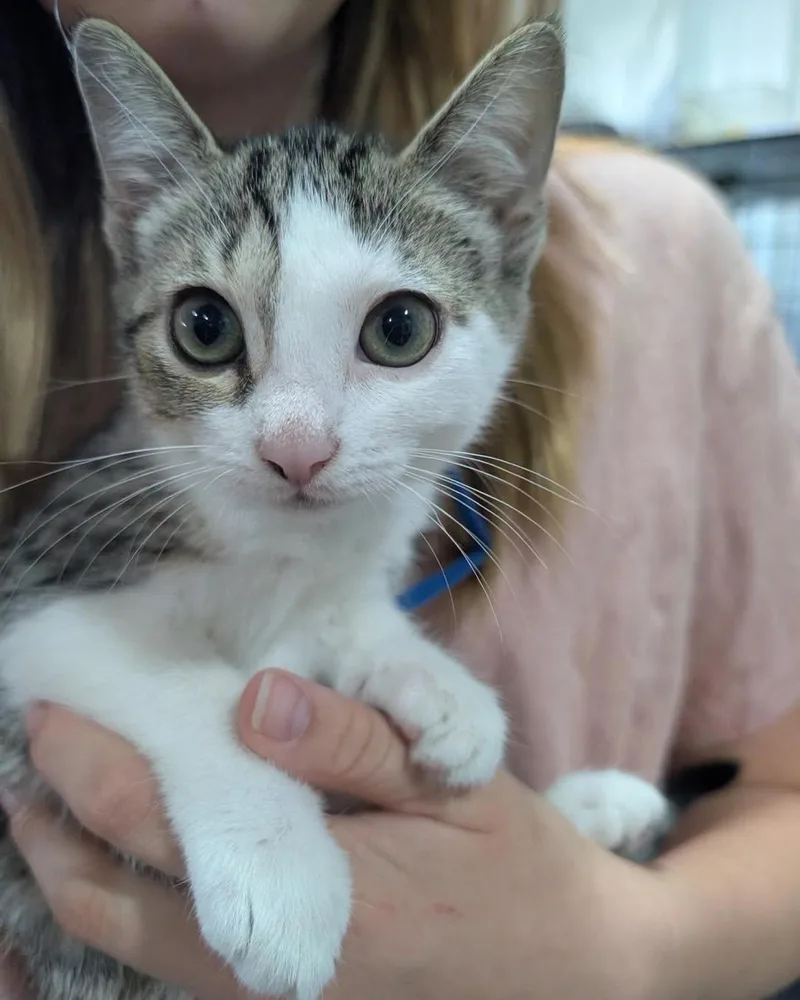 A baby medium-sized female White Domestic Short Hair cat named Pico for adoption in White Oak, PA