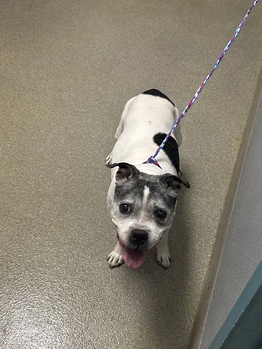 A senior medium-sized female Pit Bull Terrier dog named Brooklyn for adoption in Las Vegas, NV