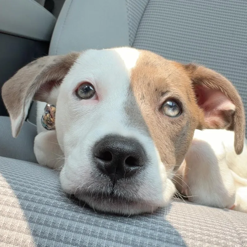 A baby medium-sized female Brown / Chocolate American Staffordshire Terrier dog named Mabel for adoption in Colonial Heights, VA