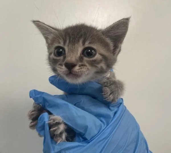 A baby small-sized female Domestic Short Hair cat named Gon for adoption in Ridgewood, NY