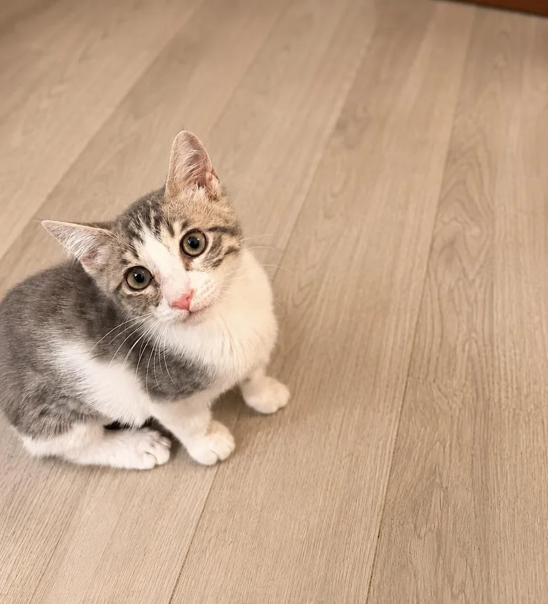A baby medium-sized female Domestic Short Hair cat named Fig for adoption in Davis, CA