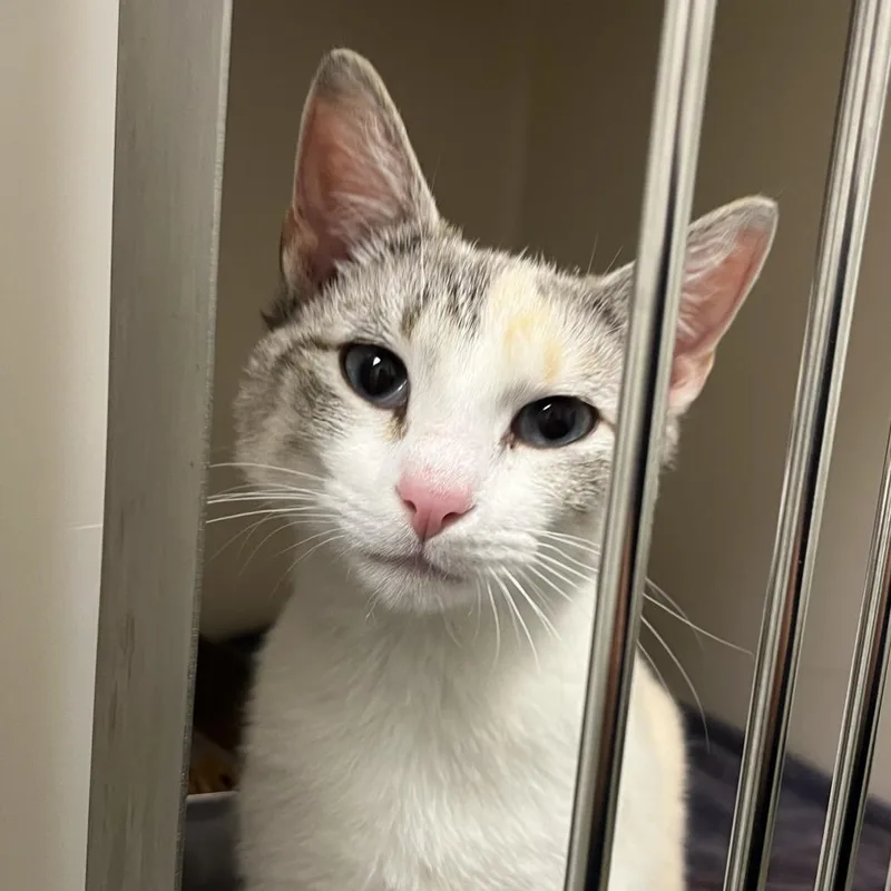 A young medium-sized female White Domestic Short Hair cat named Arctic Fox for adoption in Harrisonburg, VA