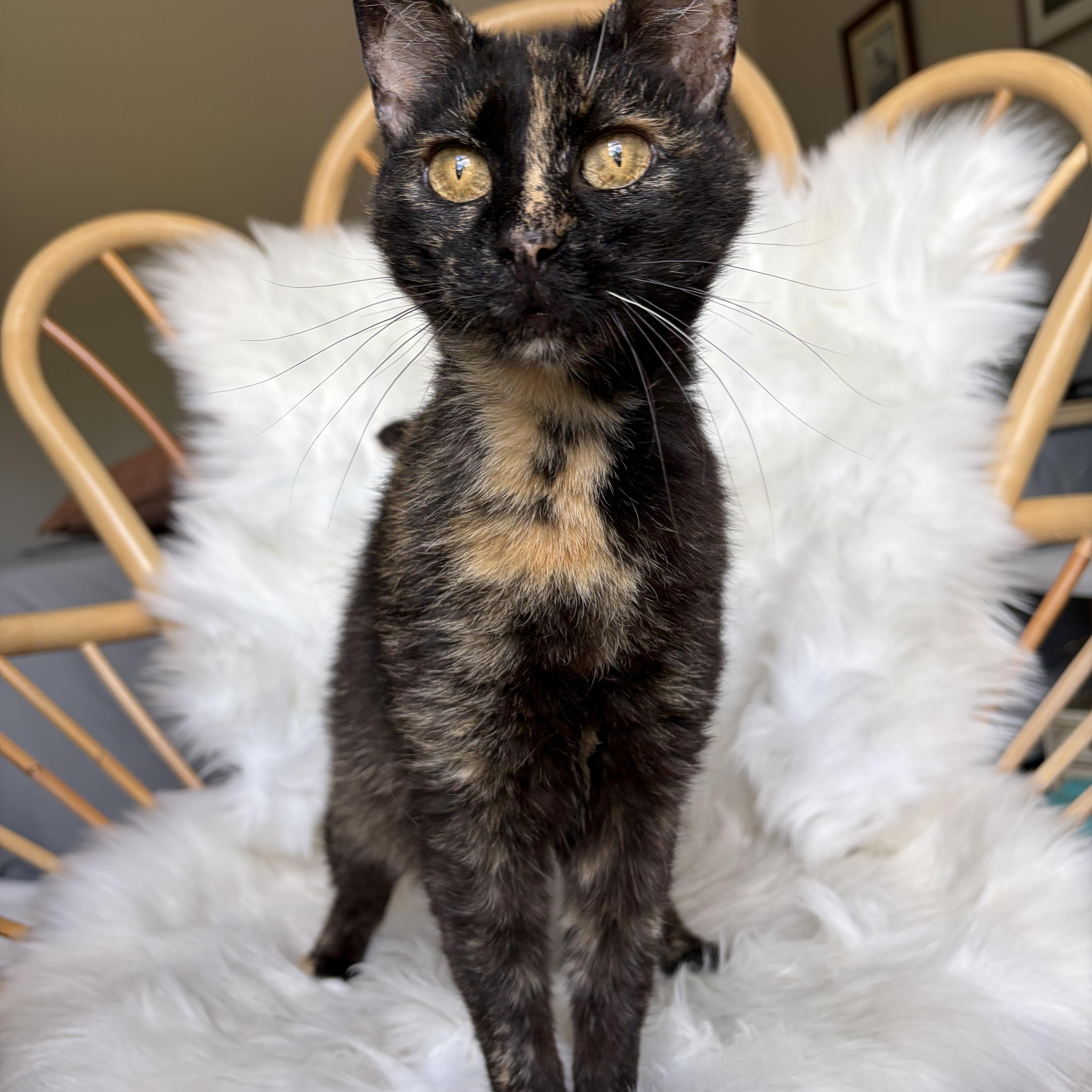 An adult medium-sized female Tortoiseshell Domestic Short Hair cat named Iris for adoption in Lima, OH
