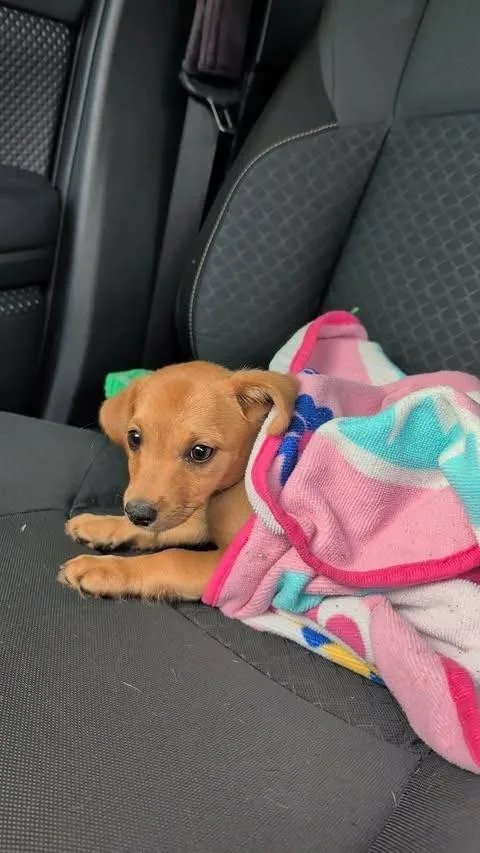 A baby medium-sized female Chihuahua dog named Biscotti for adoption in Orlando, FL