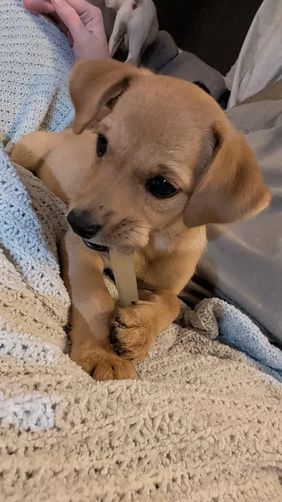 Biscotti thumbnail 3