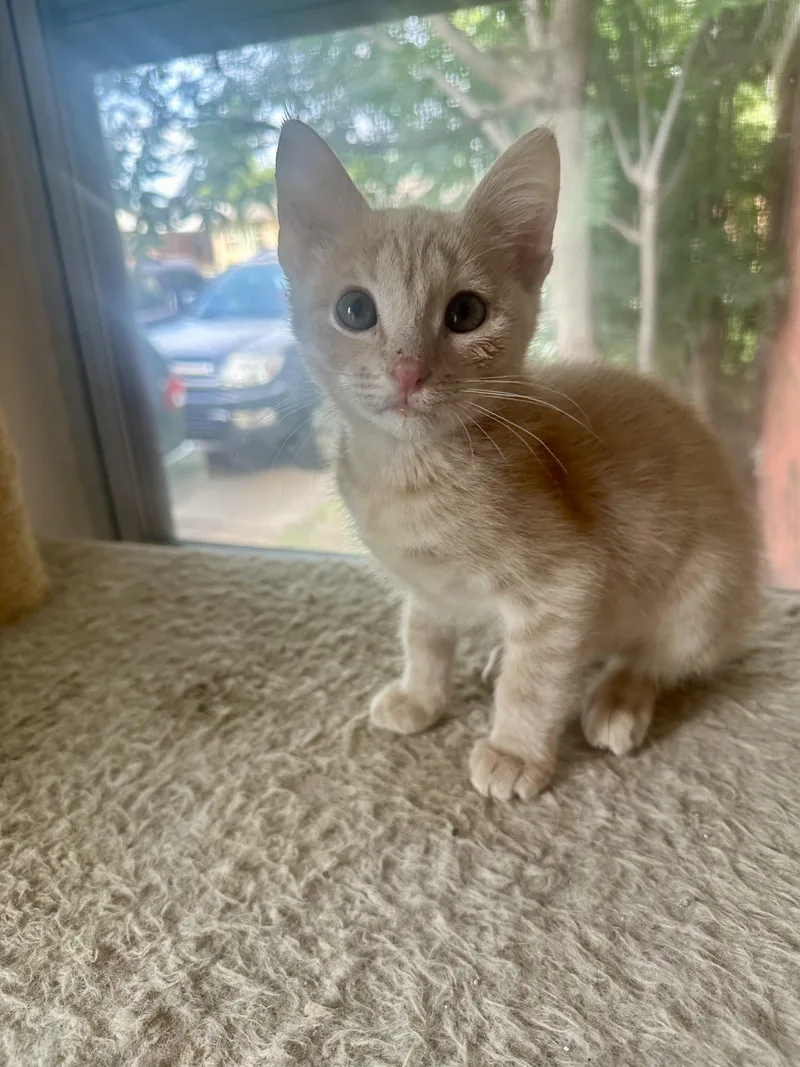 A baby medium-sized male Buff / Tan / Fawn Domestic Short Hair cat named Tortilla for adoption in Oklahoma City, OK