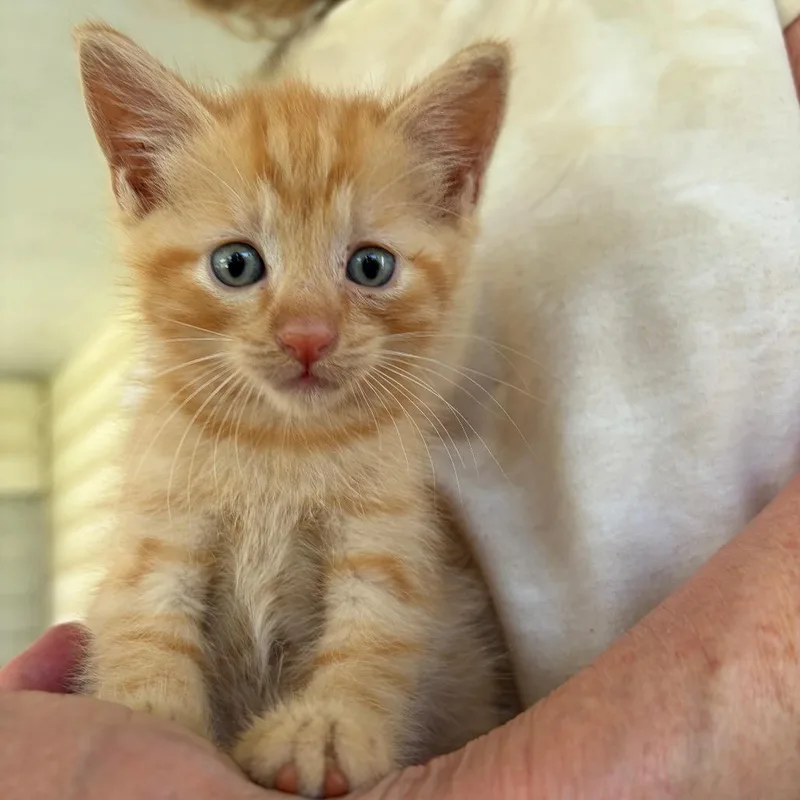 A baby small-sized male Orange / Red Domestic Short Hair cat named Atlas Airy for adoption in Sequatchie, TN