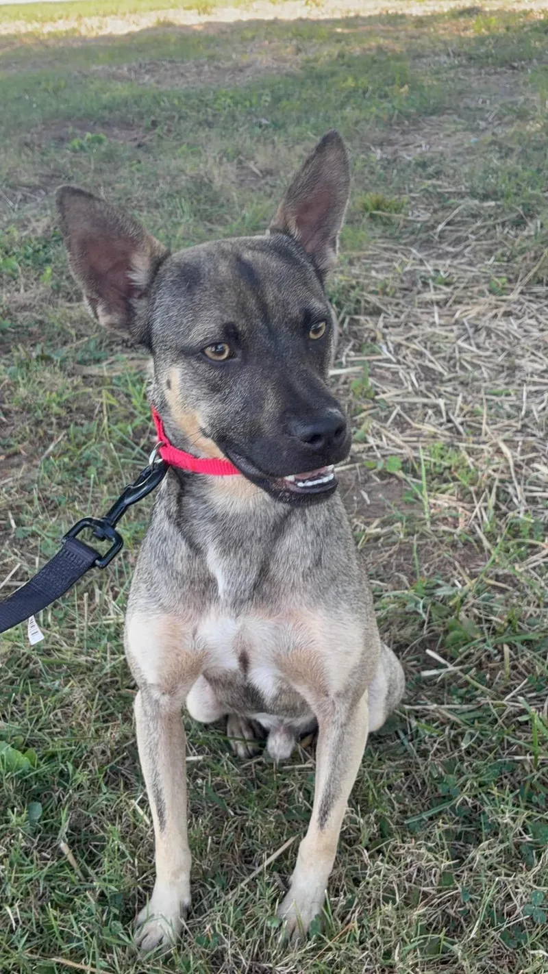 A young small-sized male Feist dog named Smiley for adoption in Harrodsburg, KY