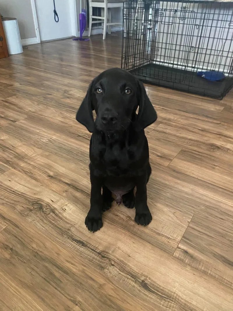 A baby medium-sized male Labrador Retriever dog named Rocco for adoption in Saint Petersburg, FL