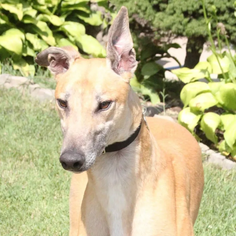 An adult large-sized male Greyhound dog named Auggie for adoption in Goshen, IN