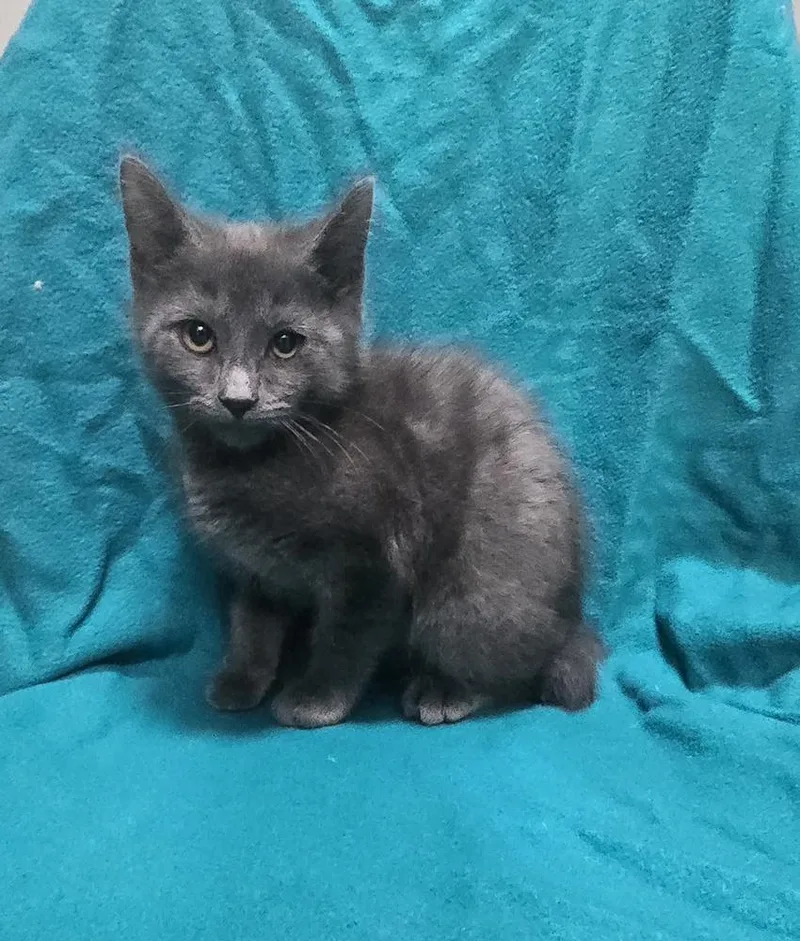A baby small-sized male Domestic Short Hair cat named Crisp for adoption in Dickson, TN