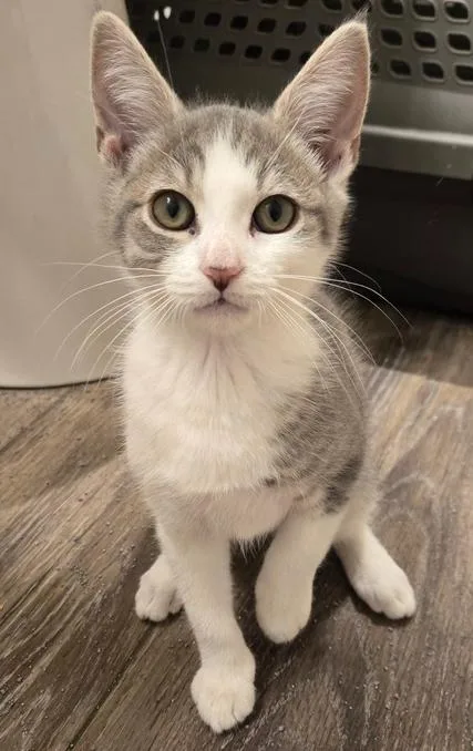 A baby small-sized male Gray & White Domestic Short Hair cat named Sashimi for adoption in Greenbelt, MD