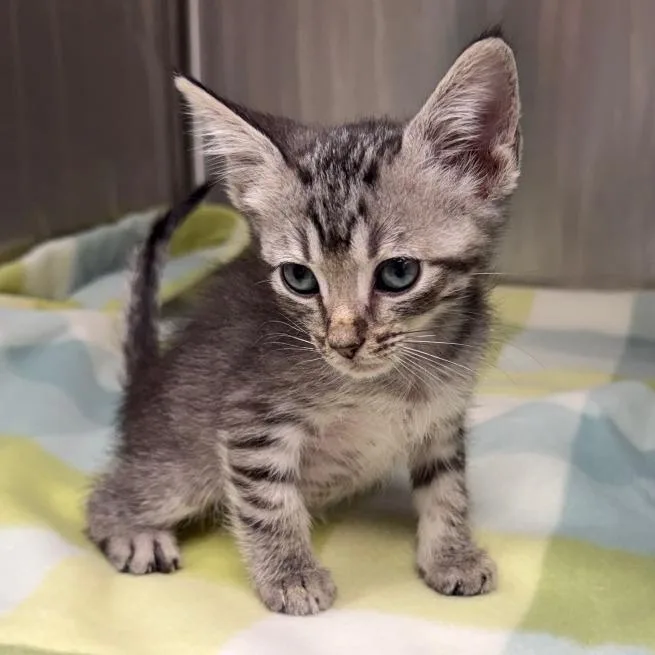 A young medium-sized female Tabby (Brown / Chocolate) Domestic Short Hair cat named DJ Tuna for adoption in Kansas City, KS