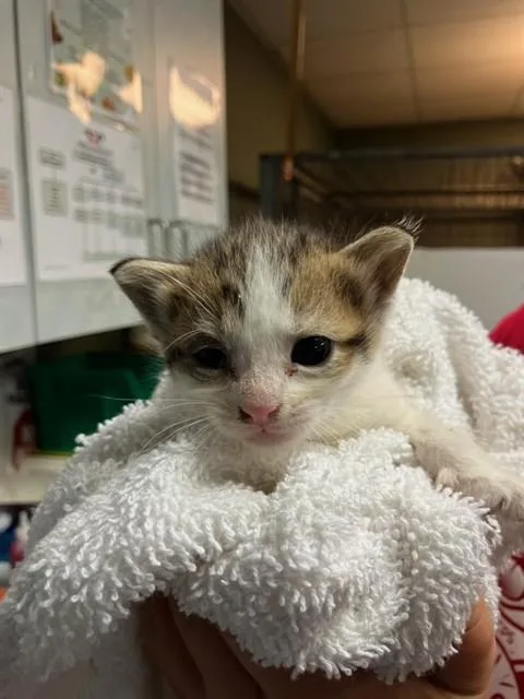 A baby small-sized female Domestic Short Hair cat named Aspen for adoption in Jacksonville, FL