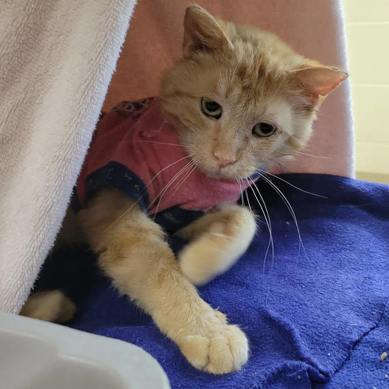 An adult medium-sized male Domestic Short Hair cat named Connery for adoption in Plover, WI